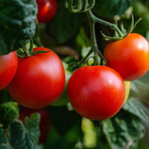 PureEarth Tomatoes